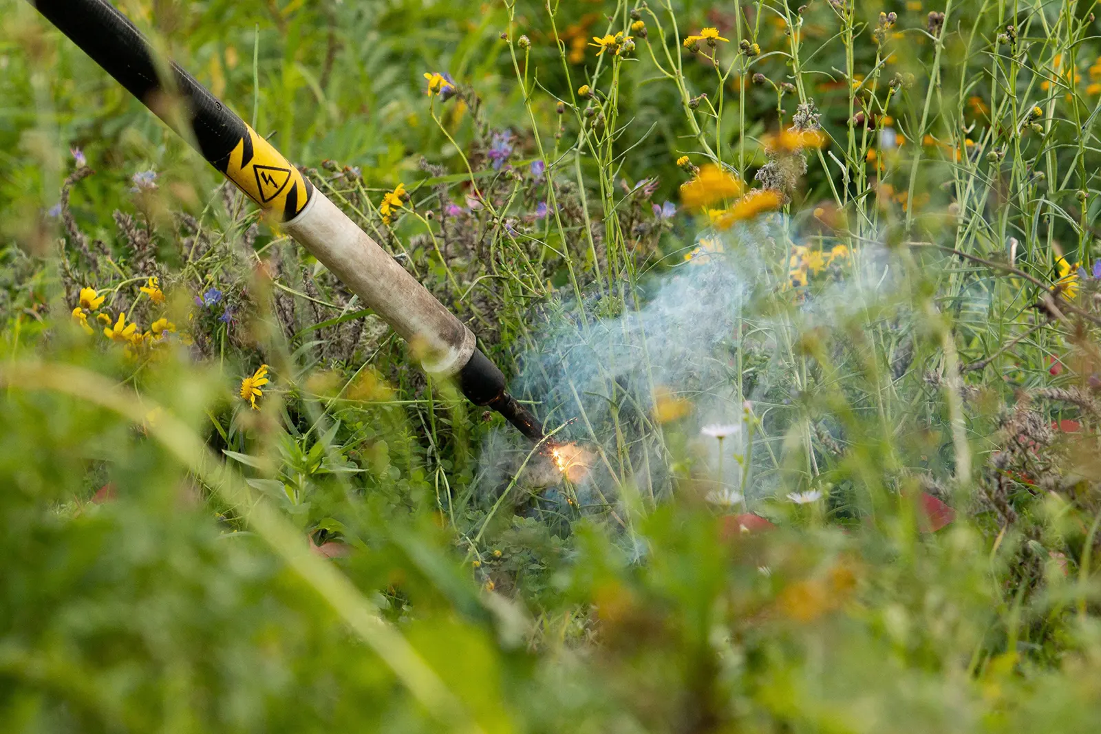 Die WURZEL-KILLER-Technologie kann Giftpflanzen wie das Jakobskreuzkraut effektiv vernichten.